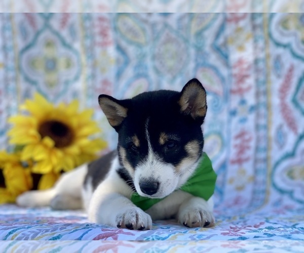Medium Photo #3 Shiba Inu Puppy For Sale in LANCASTER, PA, USA