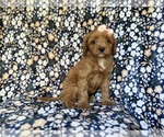 Small #2 Cavapoo (Miniature)