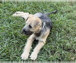 Small Airedale Terrier Mix