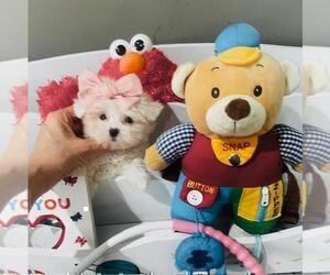 Maltese Puppy for Sale in NAPLES, Florida USA