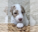 Small Photo #58 Double Doodle Puppy For Sale in PIERSON, FL, USA