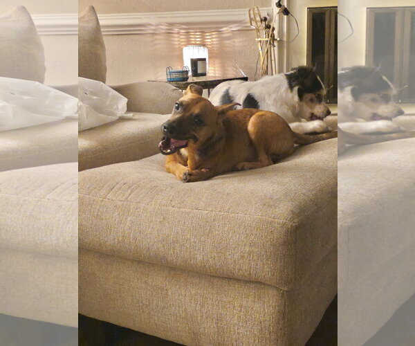 Medium Photo #6 Chihuahua-Unknown Mix Puppy For Sale in Virginia Beach, VA, USA