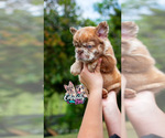 Small #6 French Bulldog
