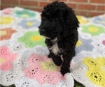Small Photo #2 Springerdoodle Puppy For Sale in GADSDEN, AL, USA