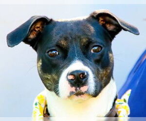 Mutt Dogs for adoption in Sanford, FL, USA