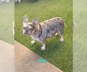 Mother of the French Bulldog puppies born on 12/07/2024