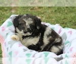 Puppy Galadriel Aussiedoodle Miniature 