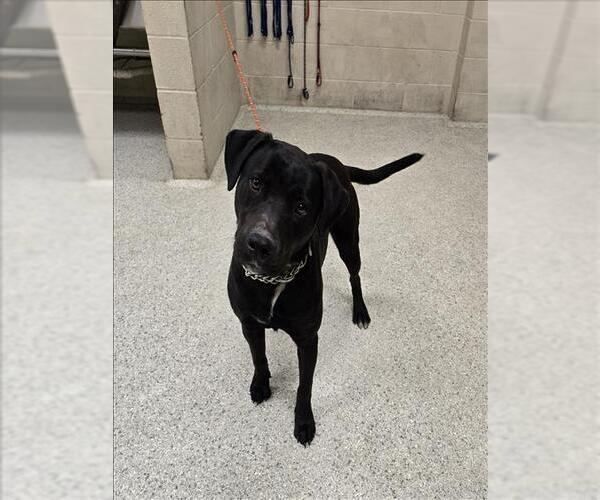 Medium Photo #1 Labrador Retriever-Unknown Mix Puppy For Sale in Conroe, TX, USA