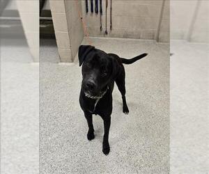 Labrador Retriever-Unknown Mix Dogs for adoption in Conroe, TX, USA