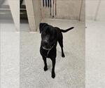 Small Labrador Retriever Mix