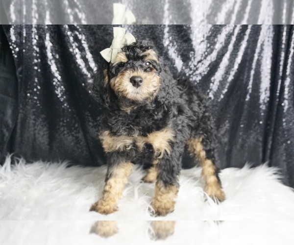 Medium Photo #71 Goldendoodle (Miniature) Puppy For Sale in WARSAW, IN, USA