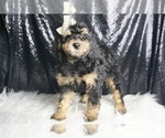 Small #4 Goldendoodle (Miniature)