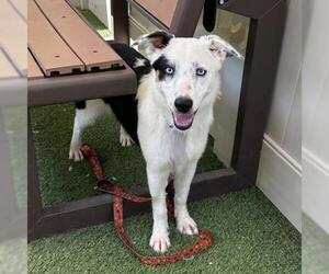 Australian Shepherd-Unknown Mix Dogs for adoption in Camarillo, CA, USA