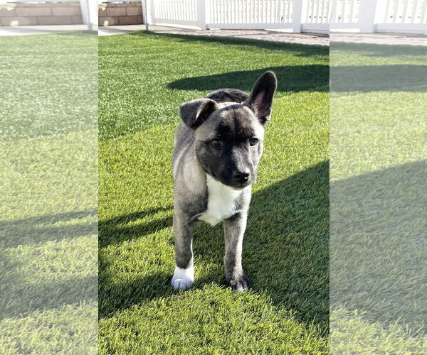 Medium Photo #7 Siberian Husky-Unknown Mix Puppy For Sale in La Verne, CA, USA