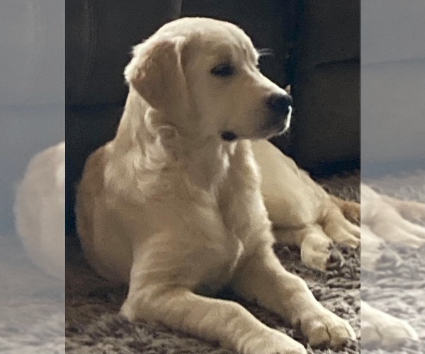 Medium Photo #1 Goldendoodle Puppy For Sale in ROBINSON, IL, USA
