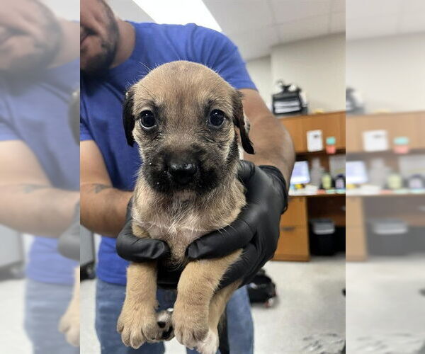 Medium Photo #1 Cairn Terrier-Unknown Mix Puppy For Sale in Pasadena, TX, USA