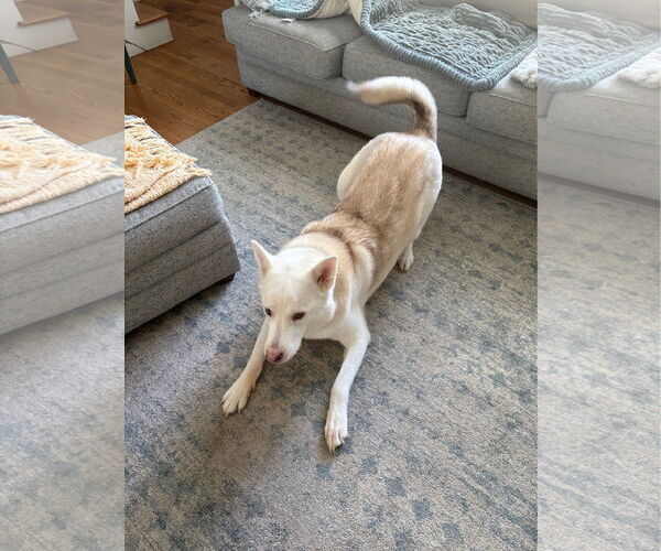 Medium Photo #2 Unknown-white german shepherd Mix Puppy For Sale in Hoffman Estates, IL, USA