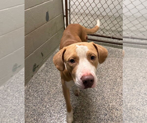 Medium Photo #1 Labrador Retriever-Unknown Mix Puppy For Sale in Oakhurst, NJ, USA