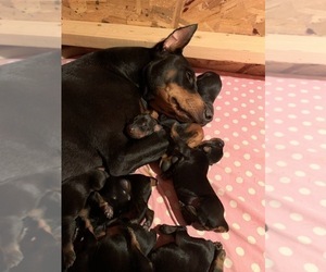 doberman puppies for sale wi