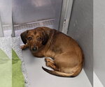 Small #3 Bagle Hound