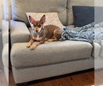 Small #2 Chihuahua Mix