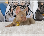 Small #2 French Bulldog