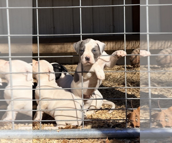 Medium Photo #1 American Bulldog Puppy For Sale in COLUMBIA, KY, USA