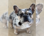 Small #15 French Bulldog