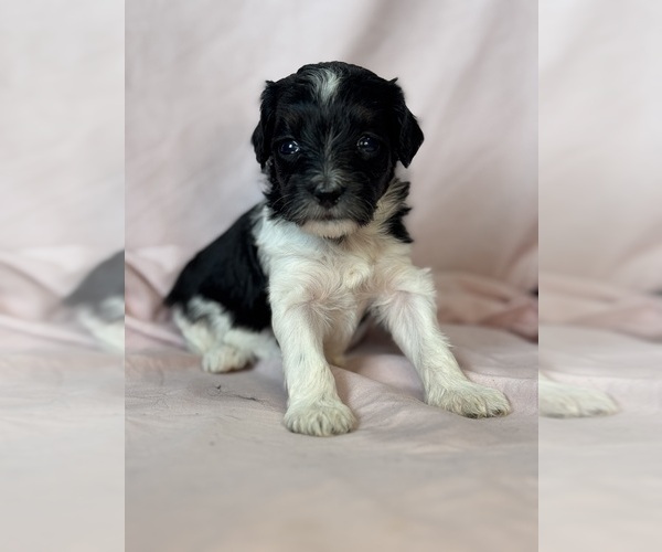 Medium Photo #3 Bernedoodle (Miniature) Puppy For Sale in LONGMONT, CO, USA