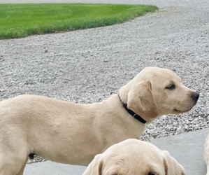 Medium Labrador Retriever