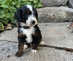 Puppy Bryson Miniature Bernedoodle