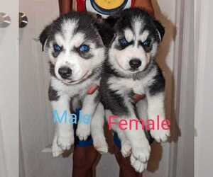 Siberian Husky Puppy for sale in TROY, NY, USA