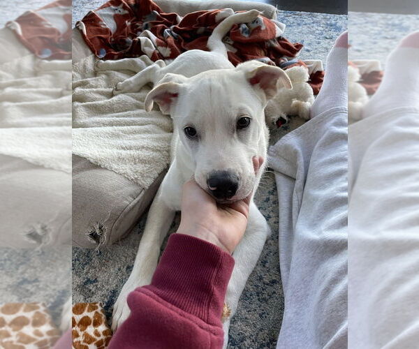 Medium Photo #4 Labrenees Puppy For Sale in Lakewood, CO, USA