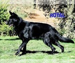 Small #27 German Shepherd Dog