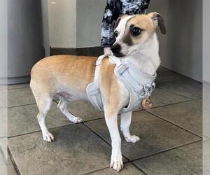 Mutt Dogs for adoption in San Antonio, TX, USA