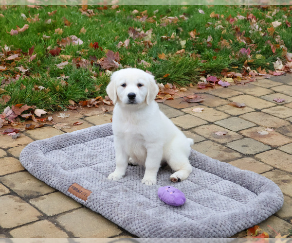 Medium Photo #1 English Cream Golden Retriever Puppy For Sale in SYRACUSE, IN, USA