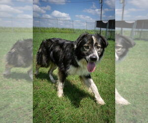 Australian Shepherd Dogs for adoption in Abbeville, LA, USA