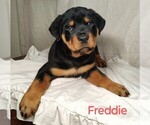 Puppy Freddie Rottweiler