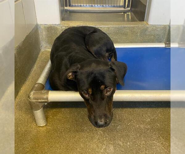 Medium Photo #2 Labrador Retriever-Unknown Mix Puppy For Sale in San Antonio, TX, USA