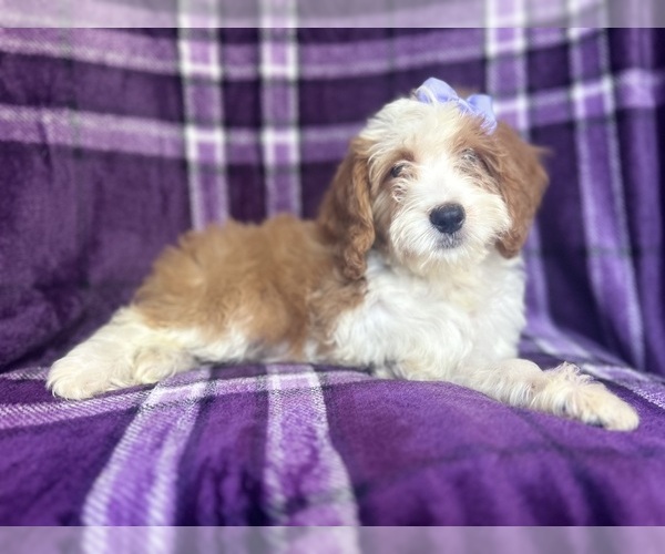 Medium Photo #8 Cavapoo Puppy For Sale in LAKELAND, FL, USA