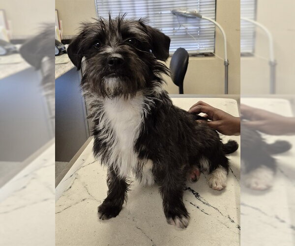 Medium Photo #1 Lhasa Apso-Unknown Mix Puppy For Sale in Lodi, CA, USA
