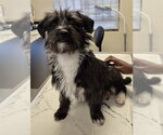 Small Lhasa Apso Mix