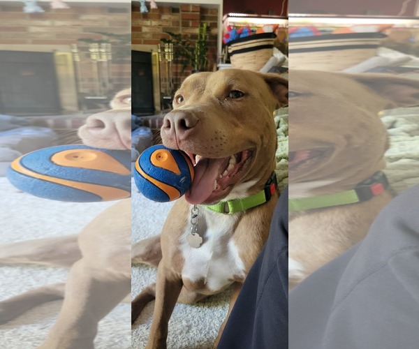 Medium Photo #1 Mutt Puppy For Sale in Rockville, MD, USA