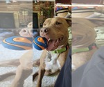 Small Photo #1 Mutt Puppy For Sale in Rockville, MD, USA