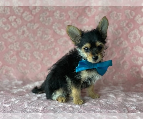 Medium Photo #2 Yorkshire Terrier Puppy For Sale in LANCASTER, PA, USA
