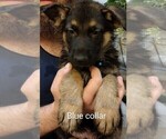Small Photo #9 German Shepherd Dog Puppy For Sale in CRESWELL, OR, USA