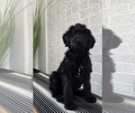 Small #1 Labradoodle