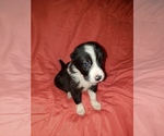 Puppy Luna Border Collie
