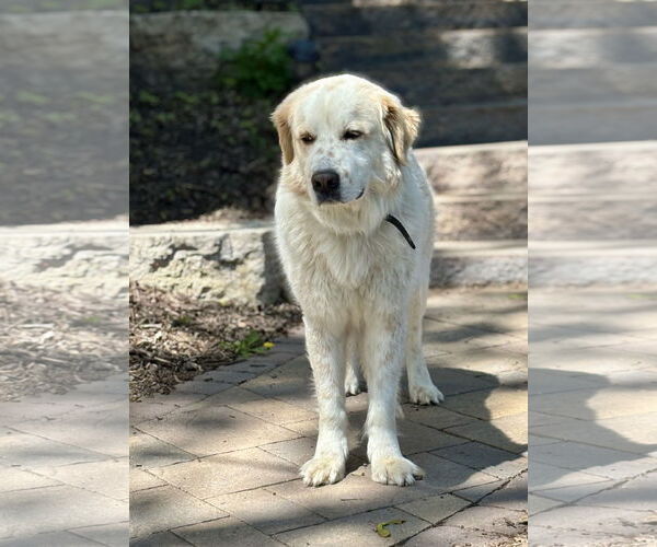 Medium Photo #2 Great Pyrenees-Unknown Mix Puppy For Sale in Minneapolis, MN, USA