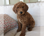 Small Photo #9 Goldendoodle Puppy For Sale in ATLANTA, GA, USA